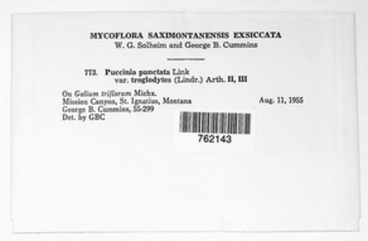Puccinia troglodytes image